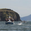 Load image into Gallery viewer, Private Dingle Peninsula & Slea Head Tour