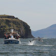 Load image into Gallery viewer, Dingle Day Tour by Rail