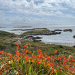 Load image into Gallery viewer, Ring of Kerry Day Tour