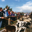 Load image into Gallery viewer, Ring of Kerry Day Tour