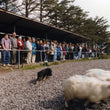 Load image into Gallery viewer, Ring of Kerry Day Tour