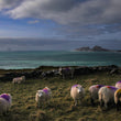 Load image into Gallery viewer, Private Ring of Kerry &amp; Skellig Ring Tour
