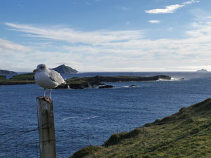 Private Ring of Kerry & Skellig Ring Tour