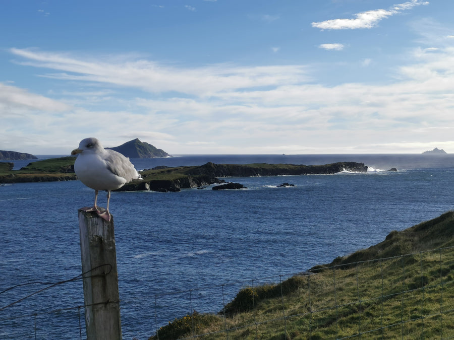 Private Ring of Kerry & Skellig Ring Tour