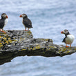 Load image into Gallery viewer, Private Ring of Kerry &amp; Skellig Ring Tour
