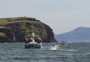 Dingle Peninsula Day Tour