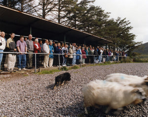 Ring of Kerry Day Tour by Rail